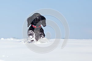 Cute running puppy in the snow