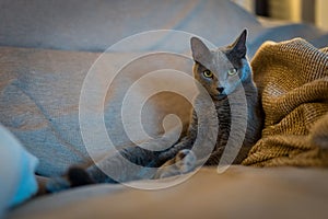 A cute russian blue cat