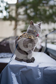 A cute russian blue cat