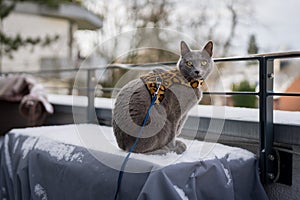 A cute russian blue cat