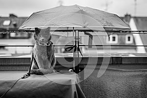 A cute russian blue cat