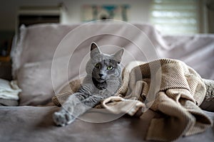 A cute russian blue cat