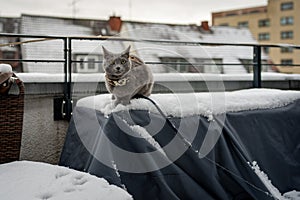 A cute russian blue cat