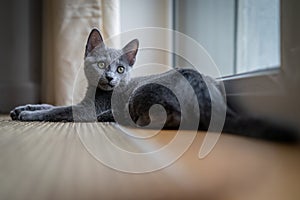 A cute russian blue cat