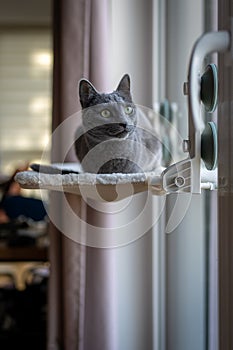 A cute russian blue cat