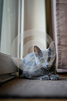 A cute russian blue cat