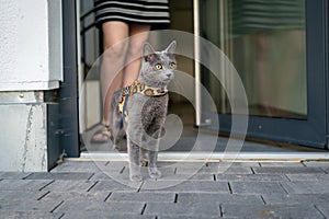 A cute russian blue cat