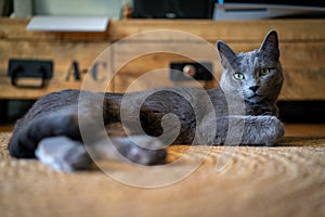 A cute russian blue cat