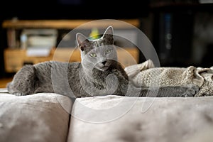 A cute russian blue cat