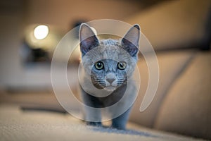 A cute russian blue cat