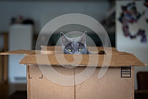 A cute russian blue cat