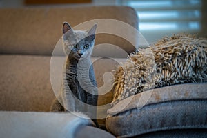 A cute russian blue cat