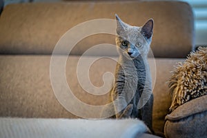 A cute russian blue cat