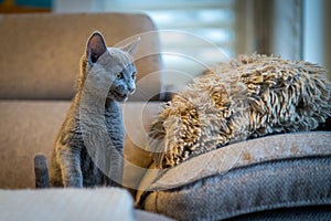 A cute russian blue cat