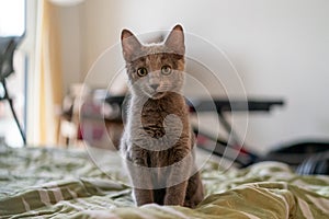 A cute russian blue cat