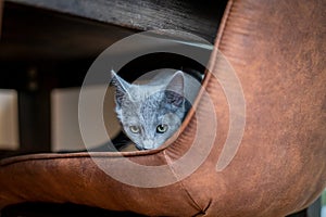 A cute russian blue cat