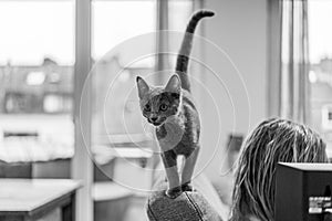 A cute russian blue cat