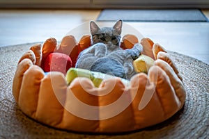 A cute russian blue cat