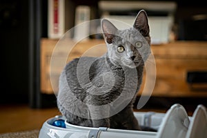 A cute russian blue cat