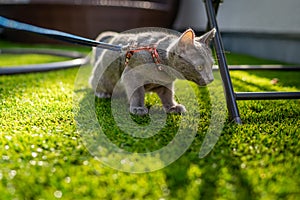 A cute russian blue cat