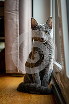 A cute russian blue cat