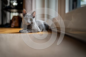 A cute russian blue cat