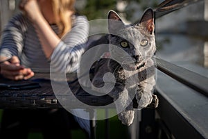 A cute russian blue cat