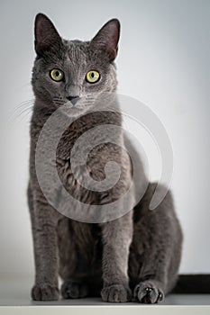 A cute russian blue cat