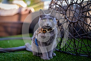 A cute russian blue cat