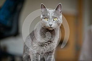 A cute russian blue cat