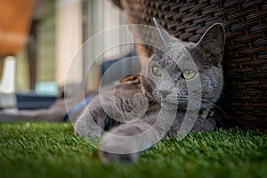 A cute russian blue cat