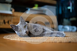 A cute russian blue cat