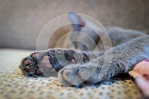 Cute Russian Blue tomcat kitten