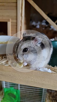 Cute Russian dwarf hamster feeding absentmindedly in its terrarium