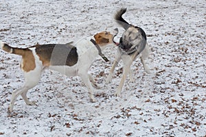 Cute russian hound and multibred dog are playing in the winter park