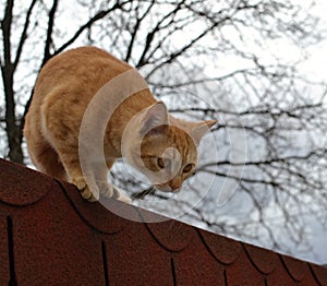 Cute rusty cat just about to jump