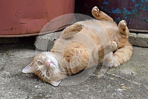 Cute rusty fat cat lying on its back