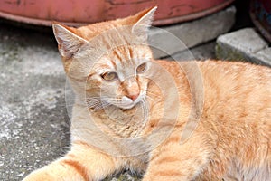 Cute rusty kitten lying and watching something interesting
