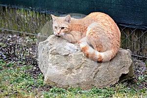 Cute rusty kitten watching something interesting