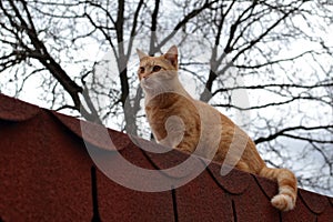Cute rusty kitten watching something interesting