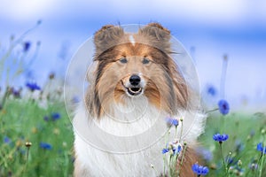 Cute sable white shetland sheepdog, sheltie sitting outdoors on a field of cornflowers and blue sky