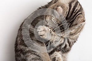 Cute sad cat Scottish Fold makes facepalm movement. Close photo