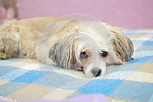 A cute sad dog is bored and waiting for its owner.