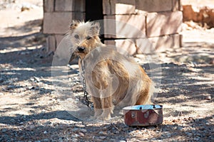 Cute sad dog on a chain is looking at the camera