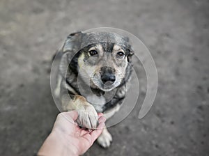 Cute sad dog looks devotedly at the owner and gives him his paw in his hand