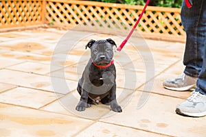 Cute sad expression staffordshire bull terrier puppy