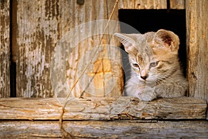 Cute sad kitten sits