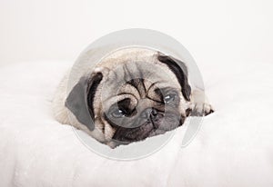 Cute sad little pug puppy dog, lying down crying on fuzzy blanket