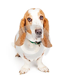 Cute and Sad Looking Basset Hound Dog