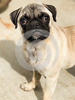 Cute sad looking Pug puppy